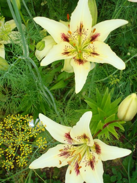 ����� ���� Pirina