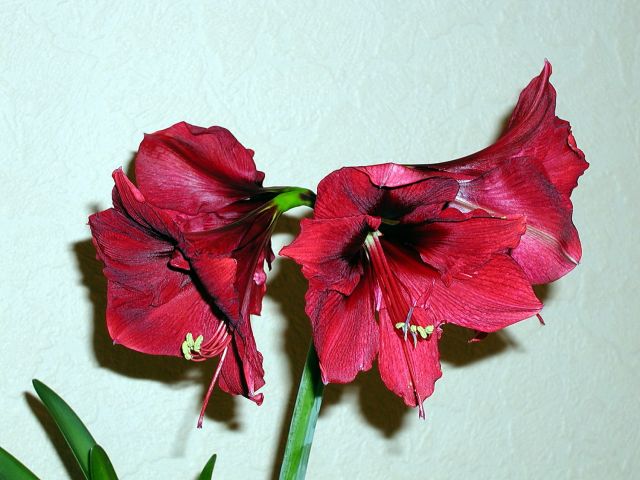 ����� ���� Melissa officinalis