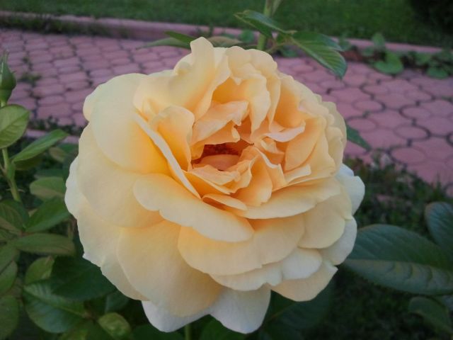 ����� ���� Anni