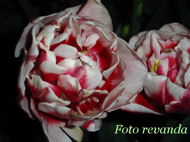 ����� ���� revanda