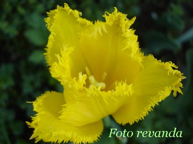 ����� ���� revanda