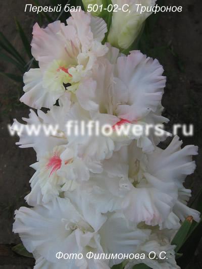 ����� ���� sylver