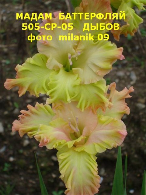 ����� ���� Milanik