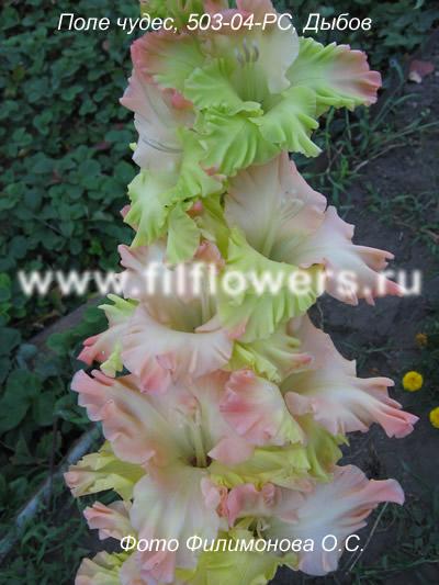 ����� ���� sylver