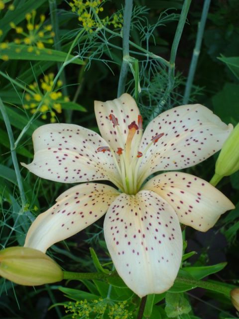 ����� ���� Pirina