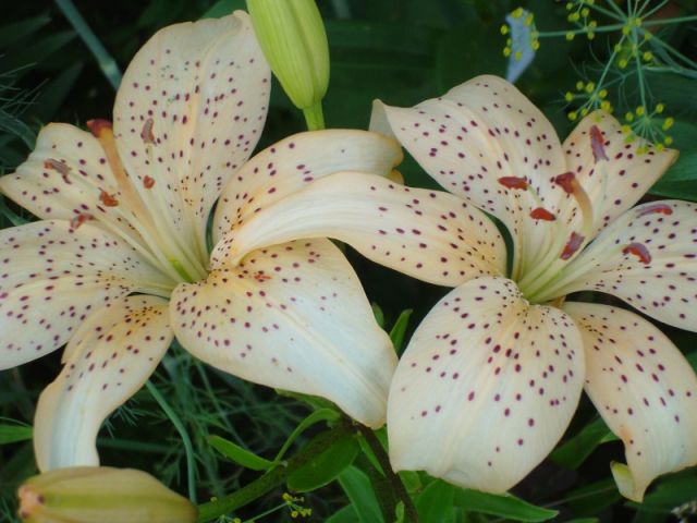 ����� ���� Pirina