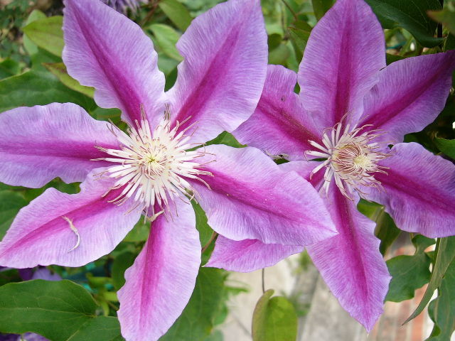 ����� ���� viola2