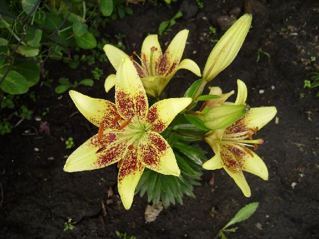 ����� ���� Duchesnea