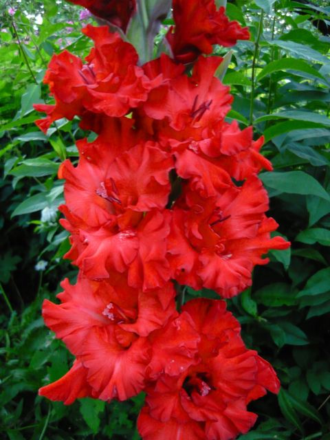 ����� ���� Almendra