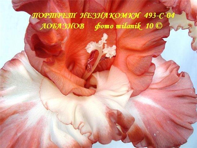 ����� ���� Milanik