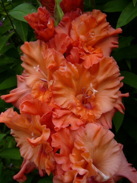����� ���� Almendra