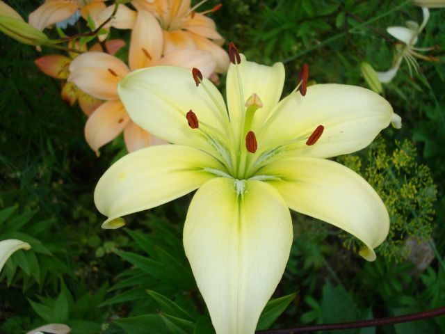 ����� ���� Pirina