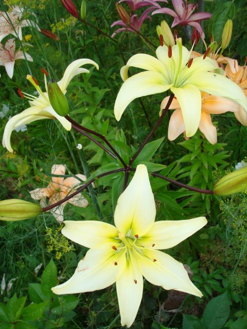 ����� ���� Pirina