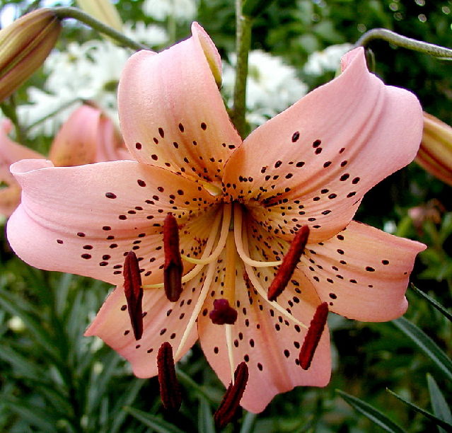 ����� ���� Melissa officinalis