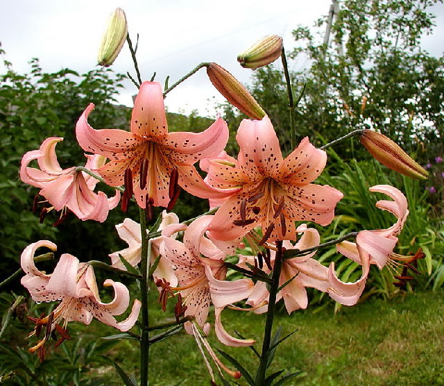 ����� ���� Melissa officinalis