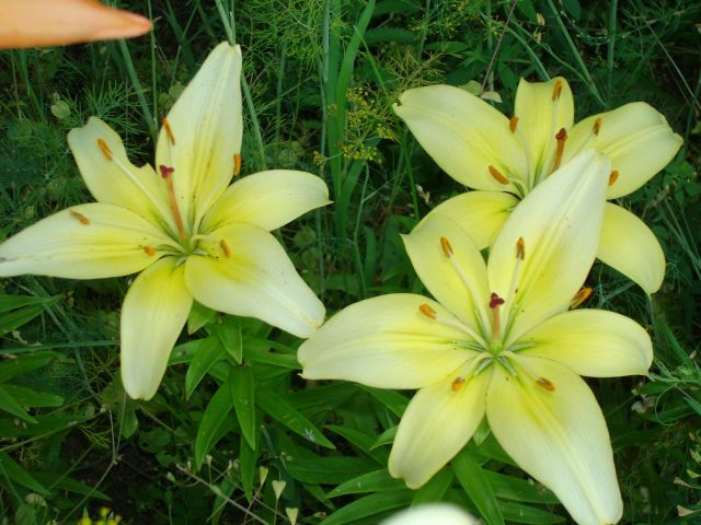 ����� ���� Pirina
