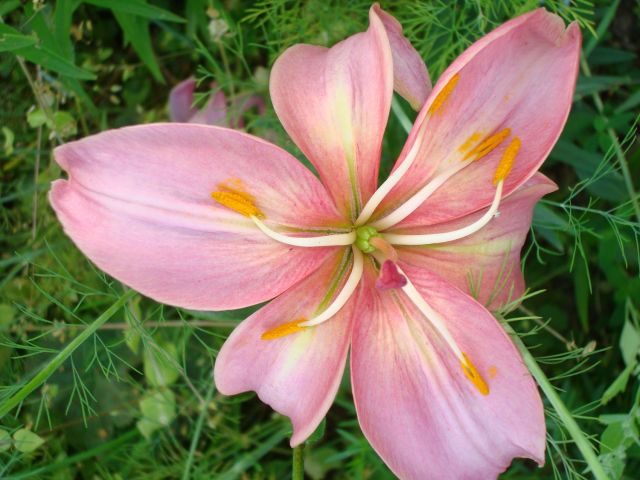 ����� ���� Pirina