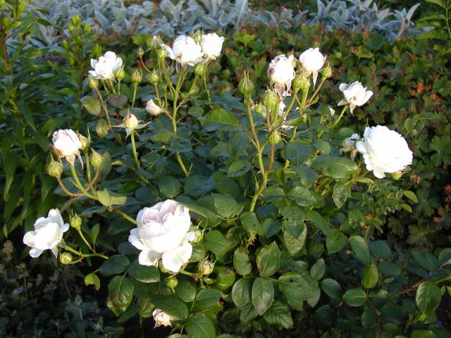 ����� ���� Melissa officinalis