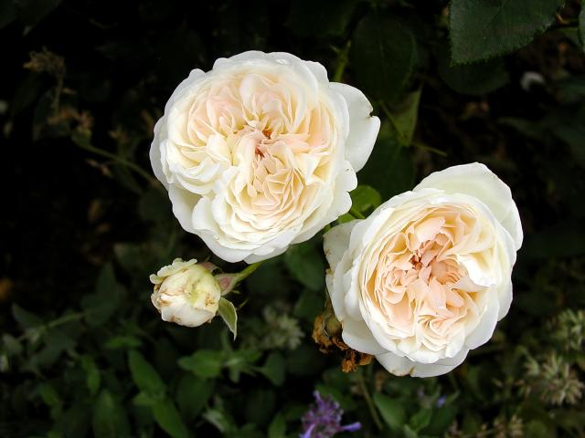 ����� ���� Melissa officinalis