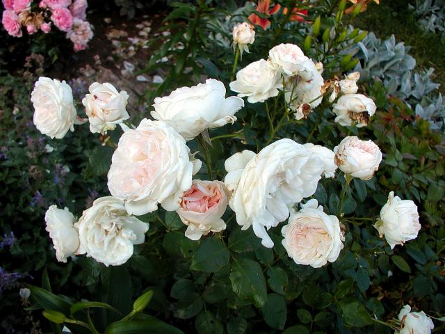 ����� ���� Melissa officinalis