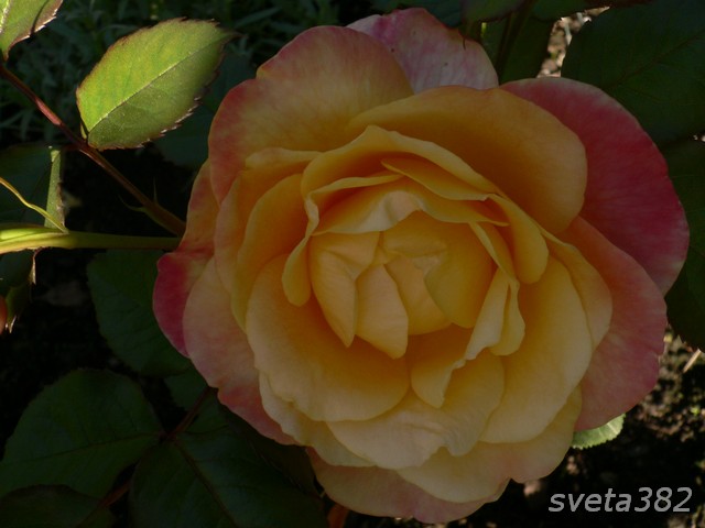 ����� ���� sveta382