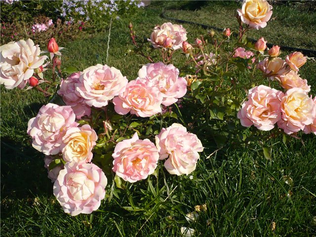 ����� ���� ���������