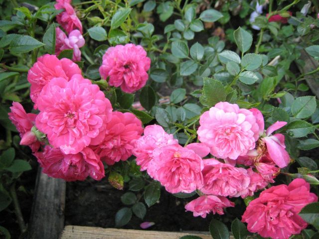 ����� ���� nassura