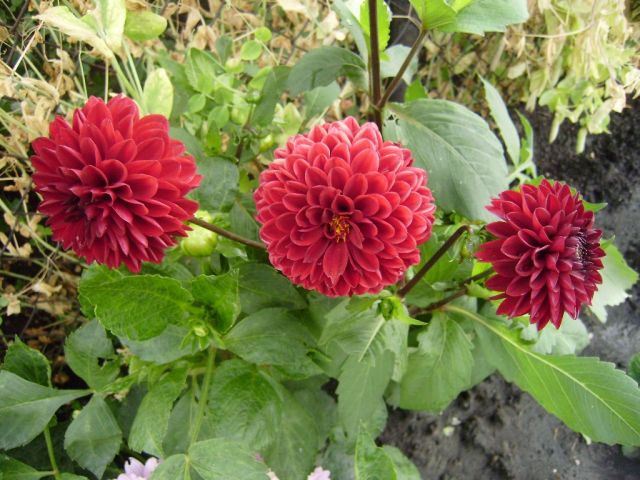 ����� ���� Duchesnea
