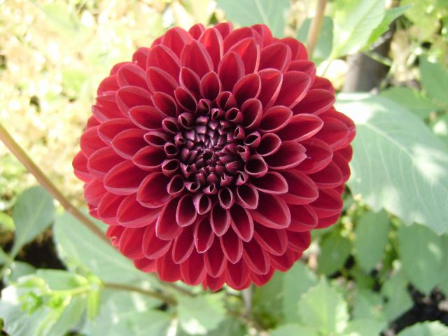 ����� ���� Duchesnea