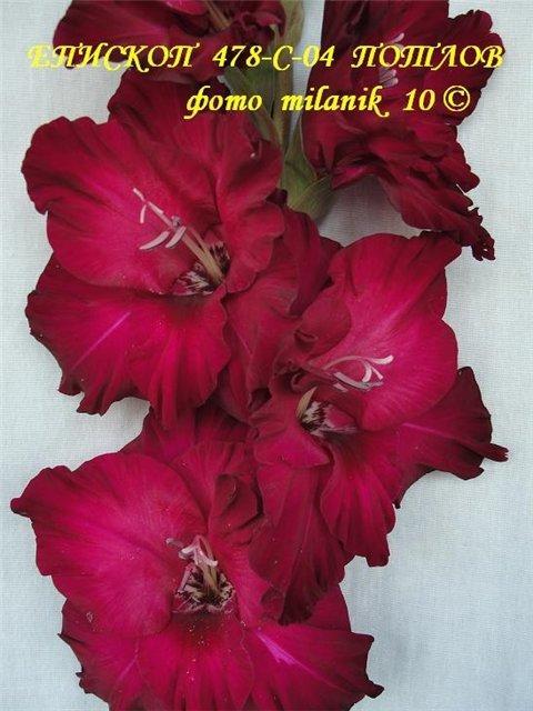 ����� ���� Milanik