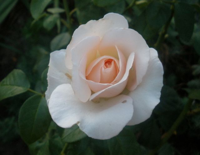 ����� ���� lilu