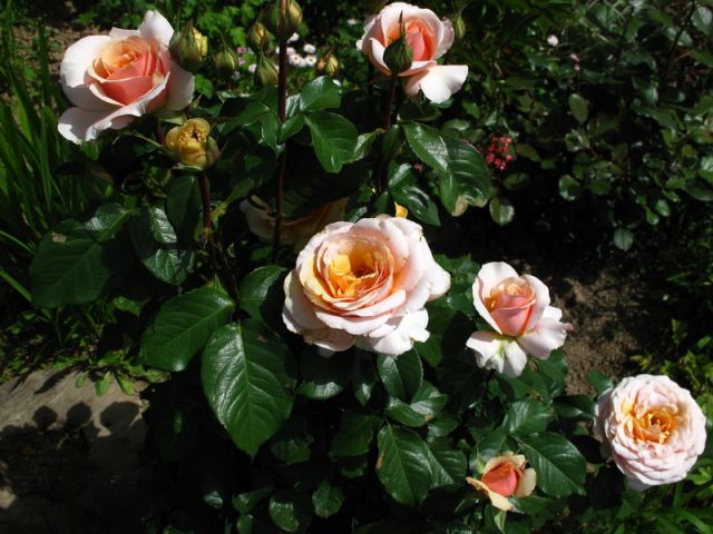 ����� ���� ELLIN