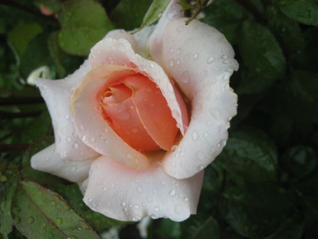 ����� ���� Alex32