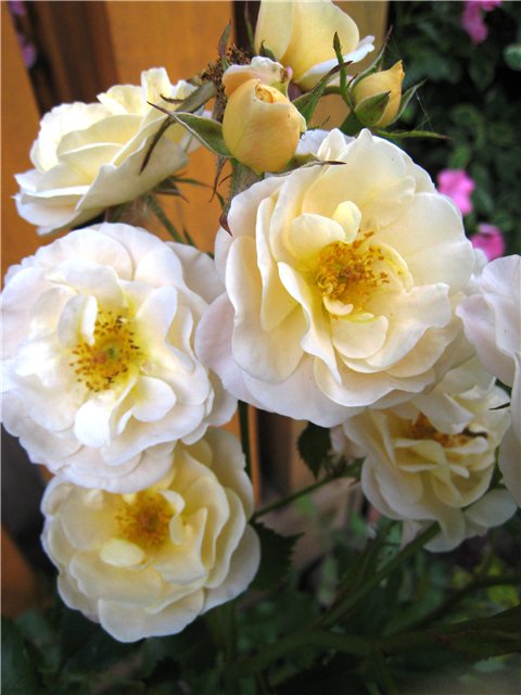 ����� ���� nassura