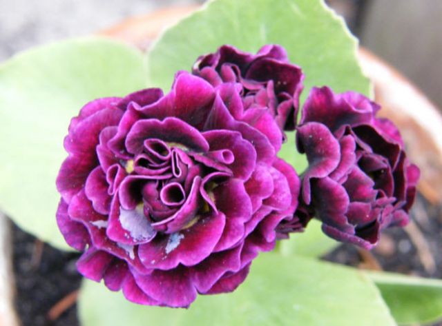 ����� ���� Xenia