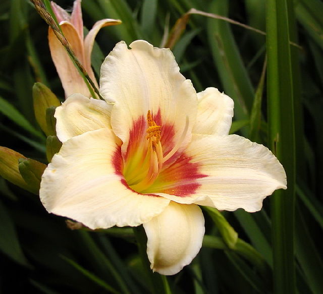 ����� ���� Melissa officinalis