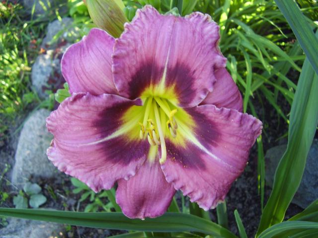����� ���� BIGOR