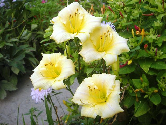 ����� ���� lilu