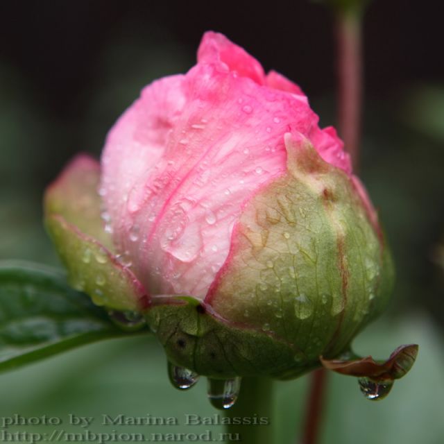 ����� ���� Maribo