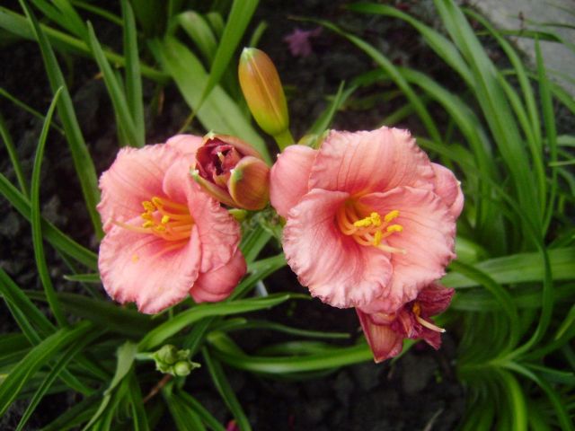 ����� ���� Duchesnea