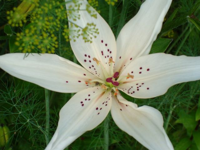����� ���� Pirina