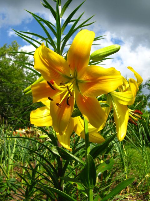 ����� ���� juliam