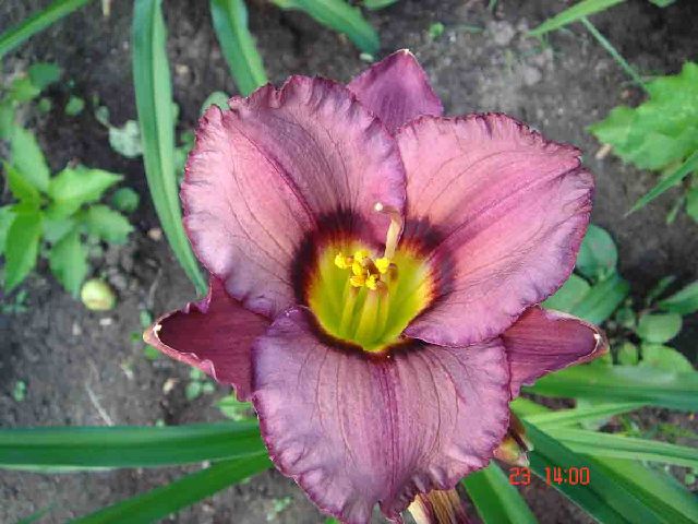 ����� ���� Nata N.