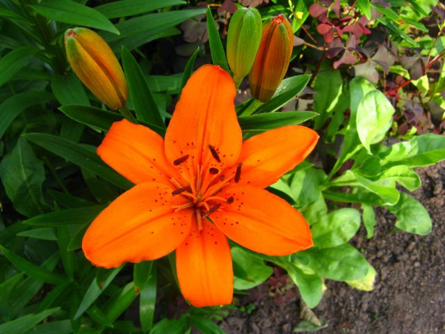 ����� ���� juliam
