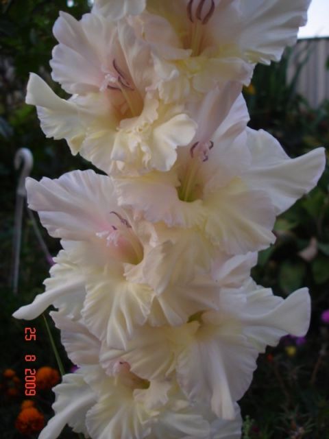 ����� ���� sato2005