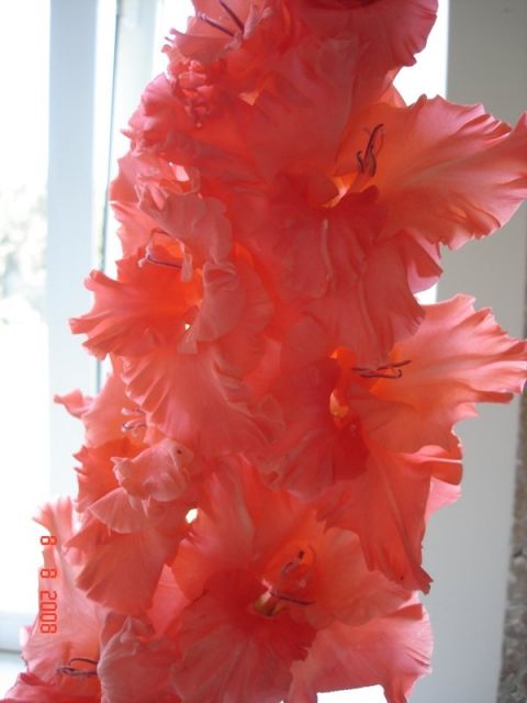 ����� ���� sato2005