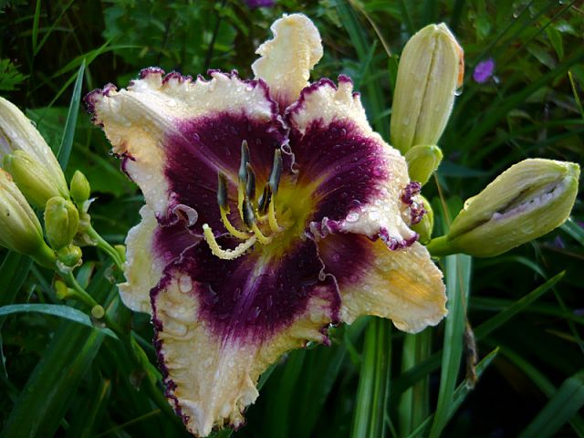 ����� ���� Almendra