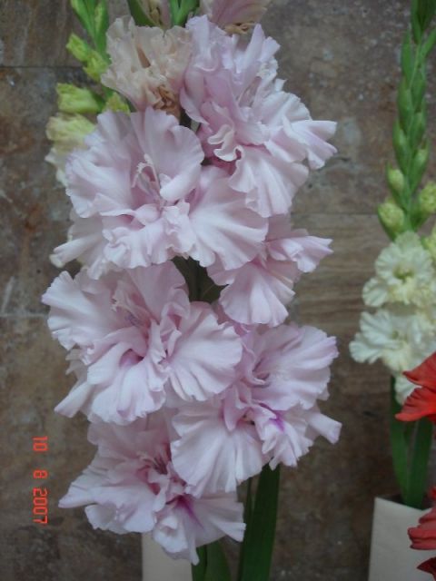����� ���� sato2005
