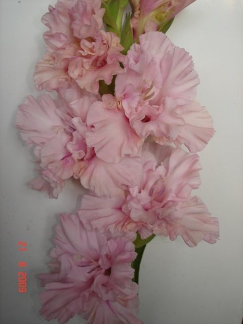 ����� ���� sato2005