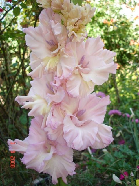 ����� ���� sato2005